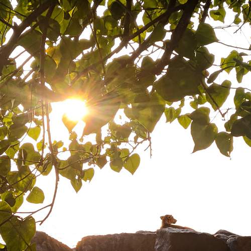 Photo #7346389