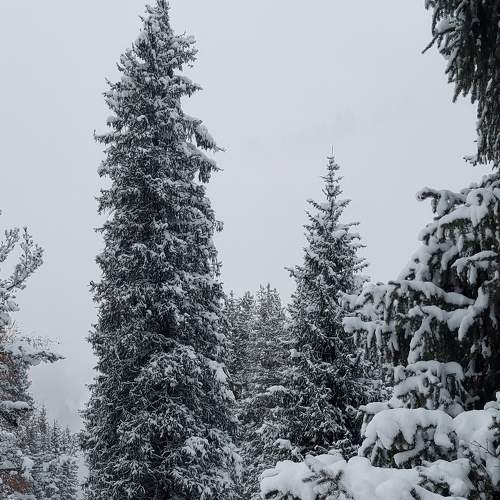 Photo #7347630