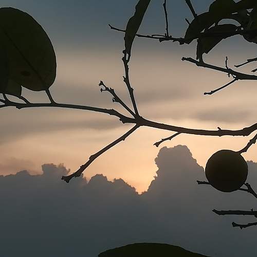 Photo #7348500