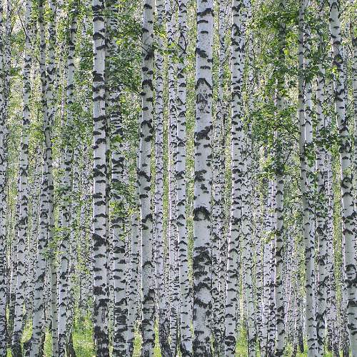 Photo #7349070