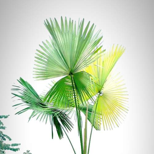 Go Green