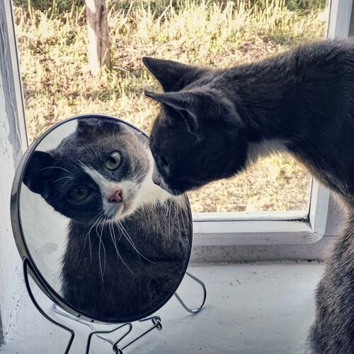 Photo #7350530