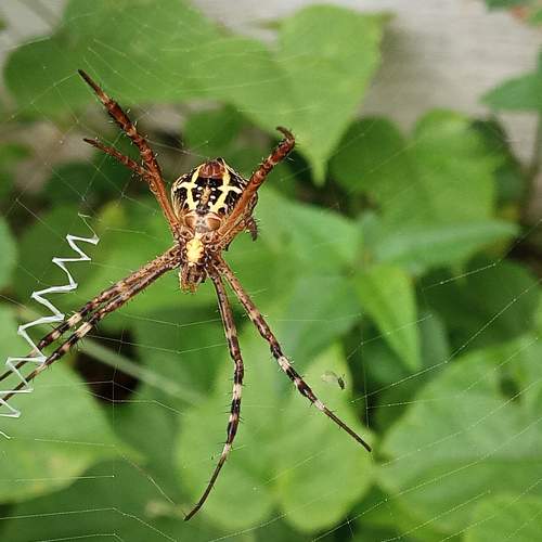 Photo #7351467