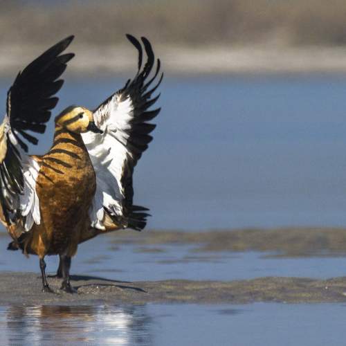 The Ruddy shelduck look like a flying cheta mean leopard.