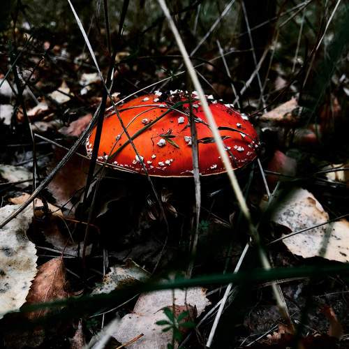 Photo #7352928