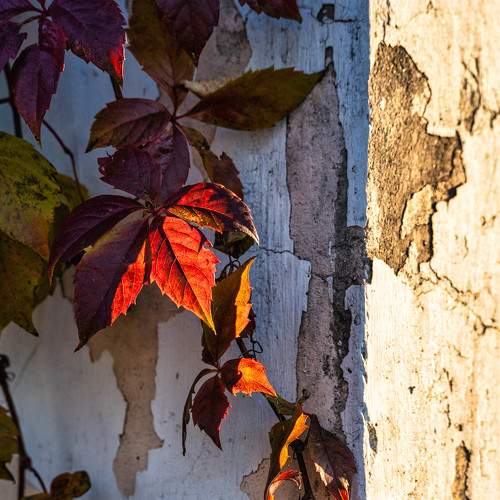 Photo #7355176