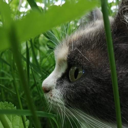 Photo #7356217