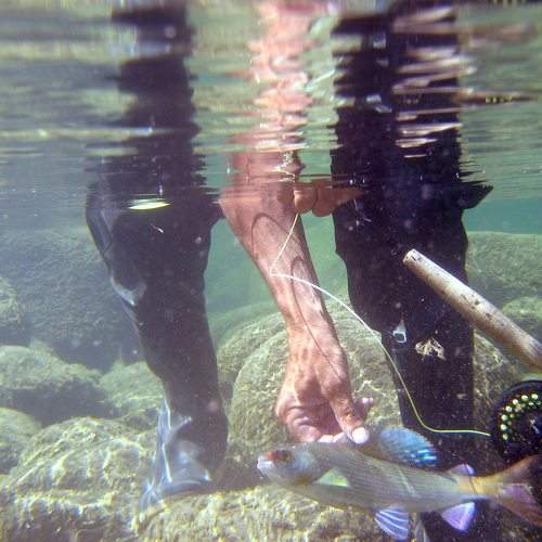 Photo #7357085