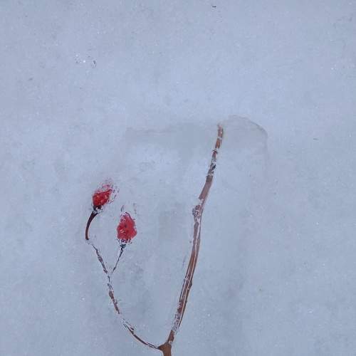 Photo #7358262