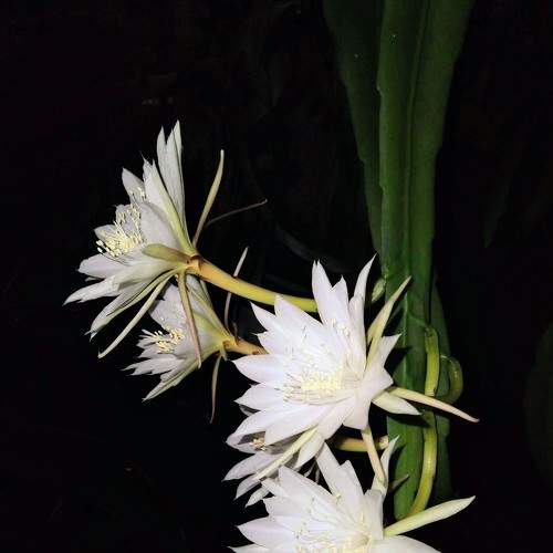 Luz de Noche