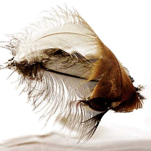 Photo #7359229