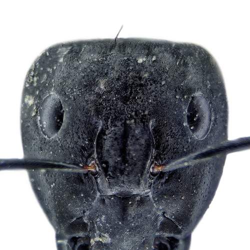 Photo #7361518