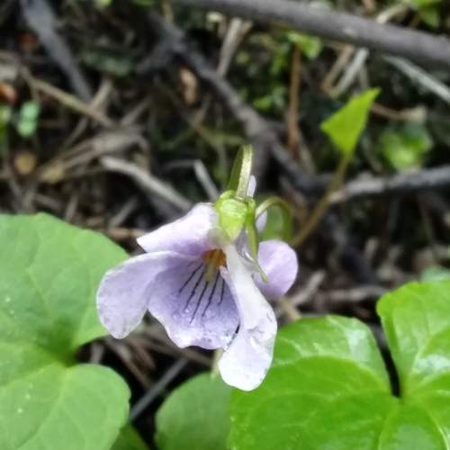 Photo #7361618