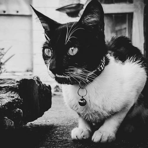 Photo #7362407