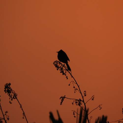 Red-vented Bulbul enjoying sunset
