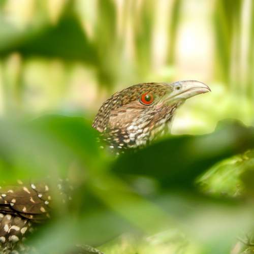 The Camouflage Queen