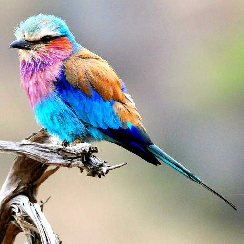 Lilac Breasted Roller's Sunrise