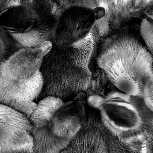 Photo #7365348