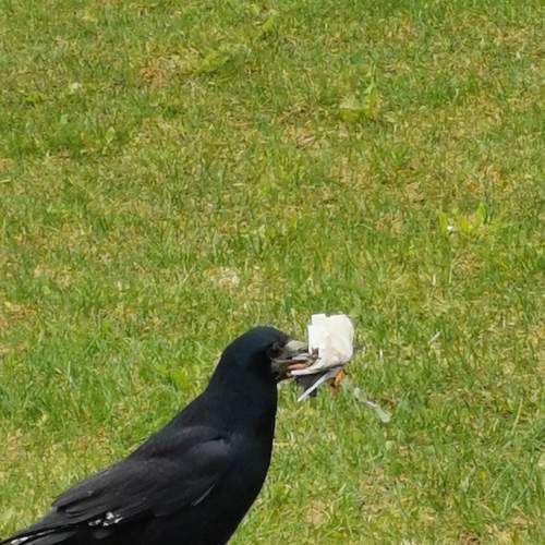 Photo #7366051