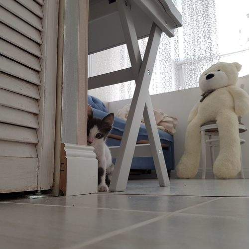 Photo #7366457