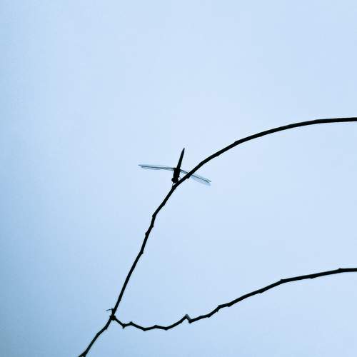 Photo #7366613