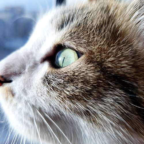 Photo #7366855