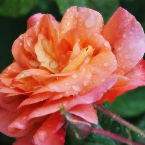 Rose under spring rain