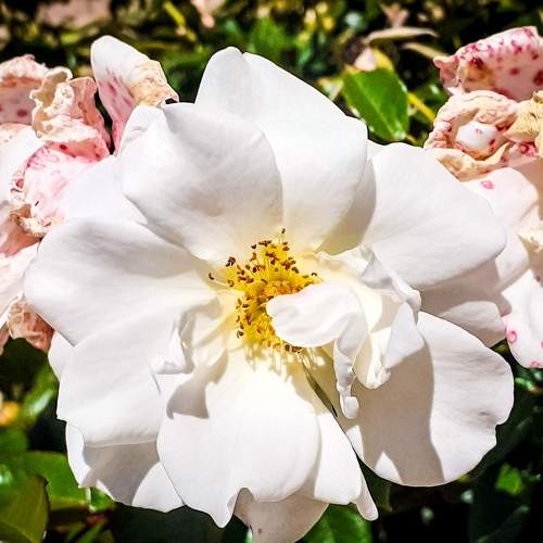 Photo #7368038
