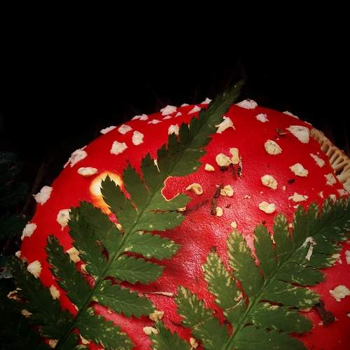 Photo #7368939