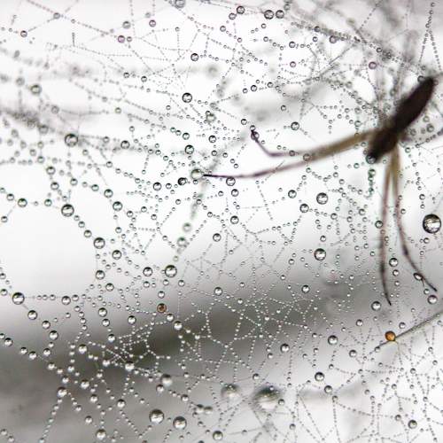 universo aracnido