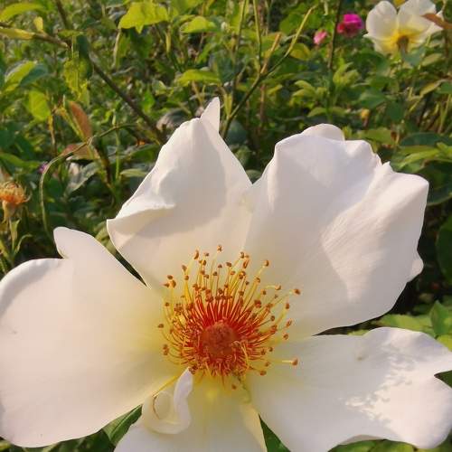 Photo #7370096