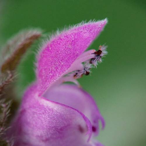 Photo #7370165
