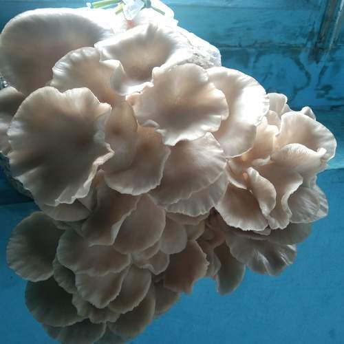 Photo #7370934