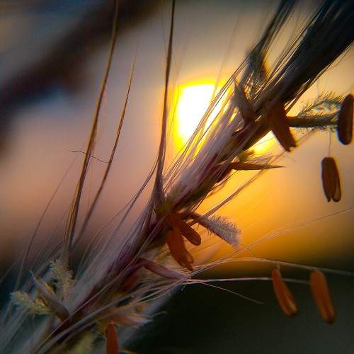Photo #7371170