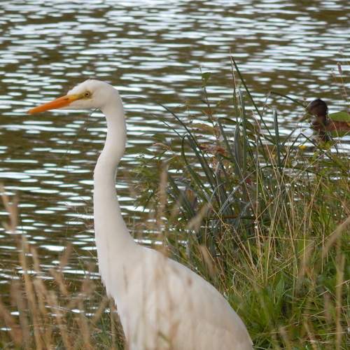 Photo #7371432