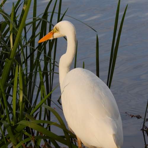 Photo #7371508
