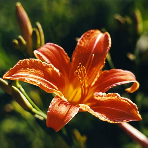 Daylily