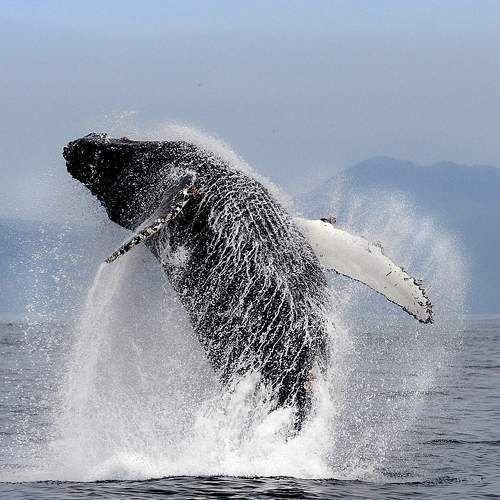 Photo #7375665