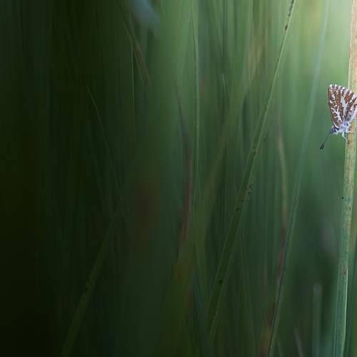 Butterfly of light