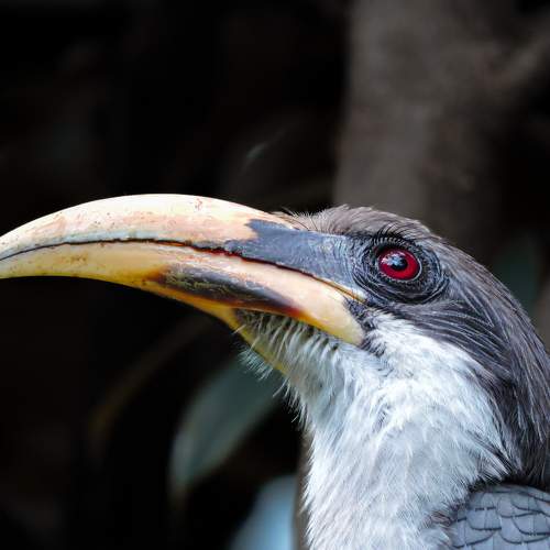 Ceylon Grey Hornbill