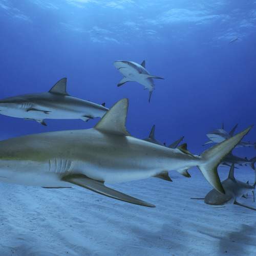 Photo #7378150