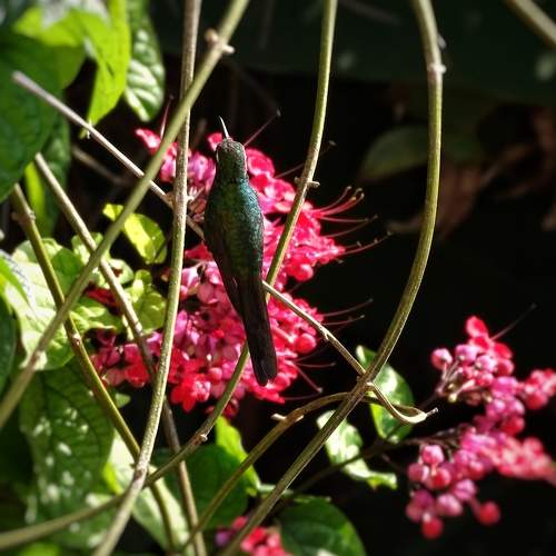 Colibrí