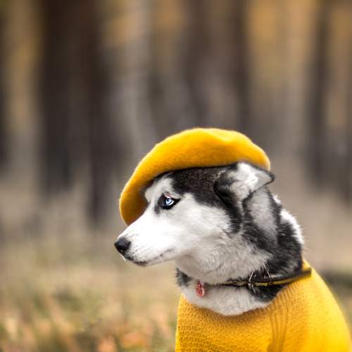 Осенняя Хаски Бэлла