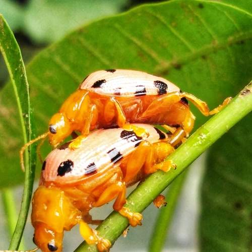 Peach Ladybugs Season of Love