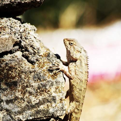 Indian chameleon