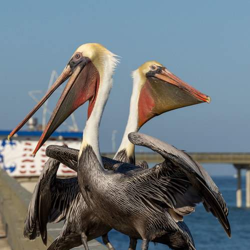 Brown pelicans at a fishing pier