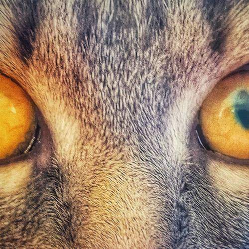 Photo #7380200