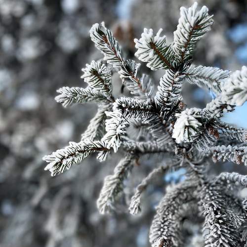 frosty winter