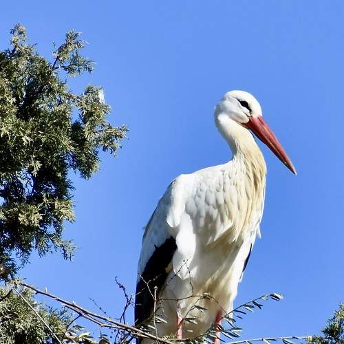 Stork in Rasmalho-Algarve