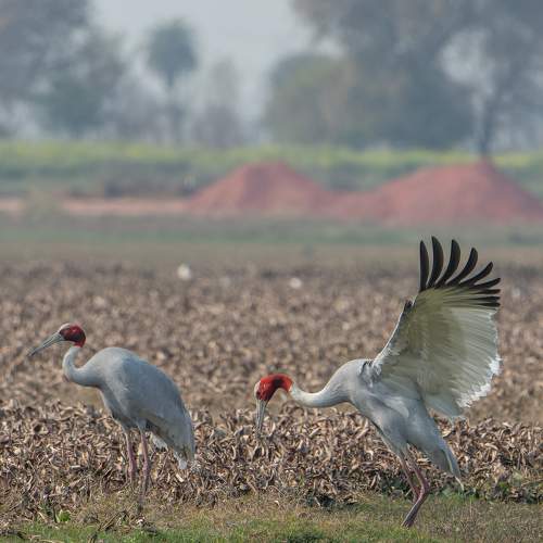The Sarus Proposal
